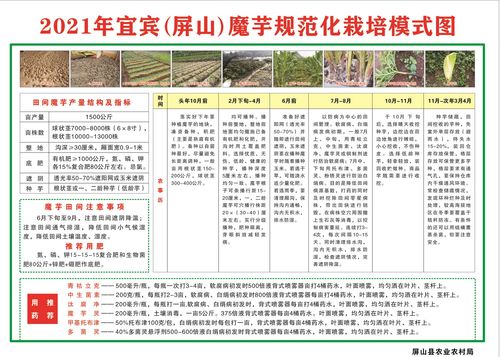 技術傳授到田間，農技推廣重實效——屏山縣白魔芋規范化種植技術現場培訓會側記