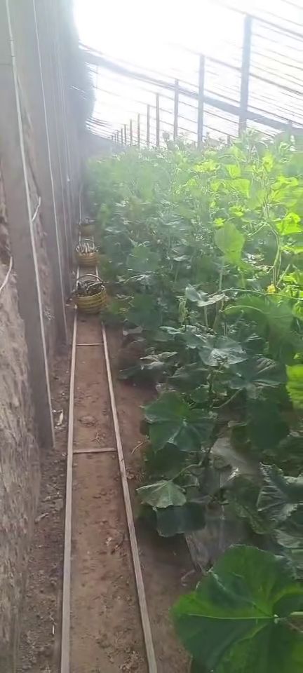 西安新鮮蔬菜批發(fā)、零售與配送服務(wù) 為您的生活增添健康色彩